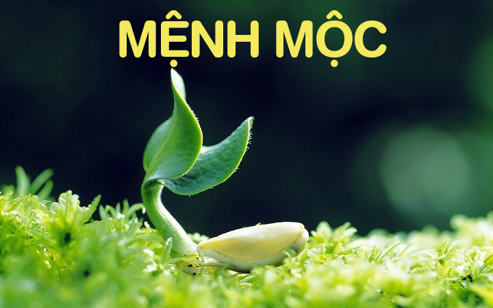 Tính cách người mệnh Mộc