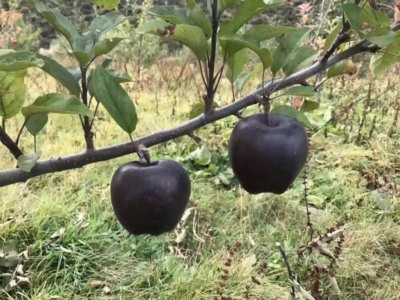 Bỏ phố về quê trồng táo kim cương đen